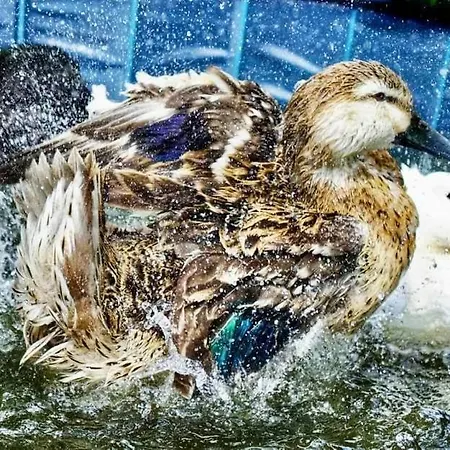 Valkolan Kartanon Saunamoekki Hytte Hankasalmi