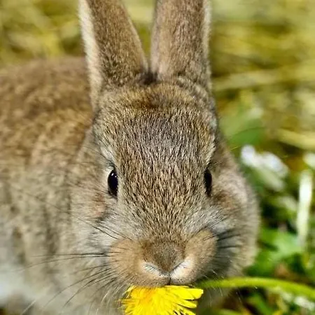 Valkolan Kartanon Saunamoekki Hytte