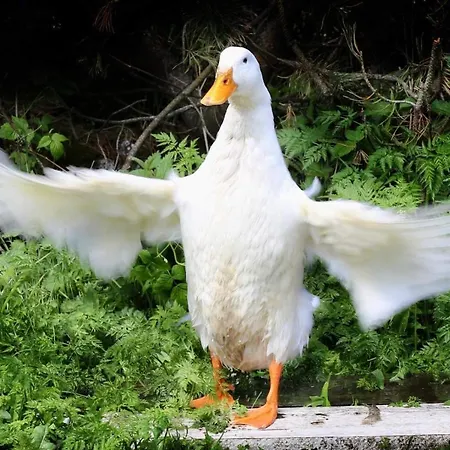 Valkolan Kartanon Saunamoekki *