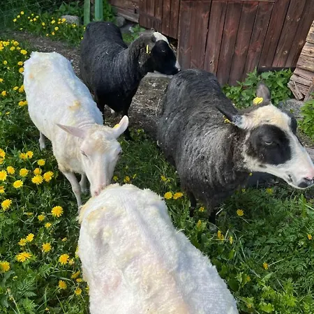 Hytte Valkolan Kartanon Saunamoekki Hankasalmi