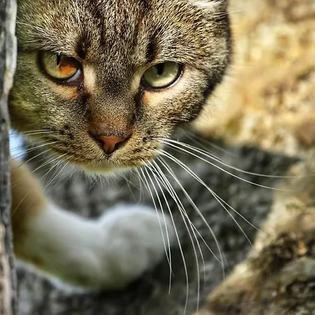 Valkolan Kartanon Saunamoekki Lodge *