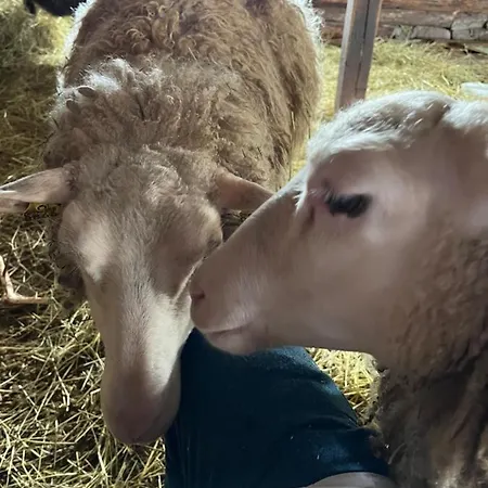 Valkolan Kartanon Saunamoekki * Hankasalmi