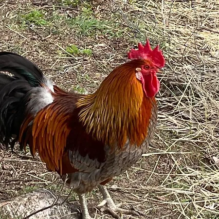 Valkolan Kartanon Saunamoekki Hytte Hankasalmi