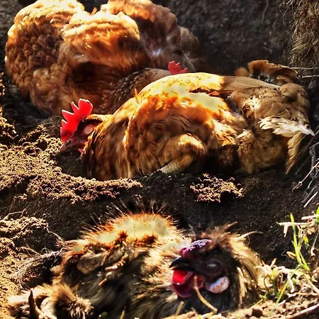 Valkolan Kartanon Saunamoekki Hytte