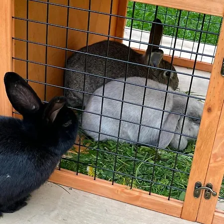 Valkolan Kartanon Saunamoekki Hankasalmi