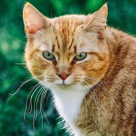 Hytte Valkolan Kartanon Saunamoekki *