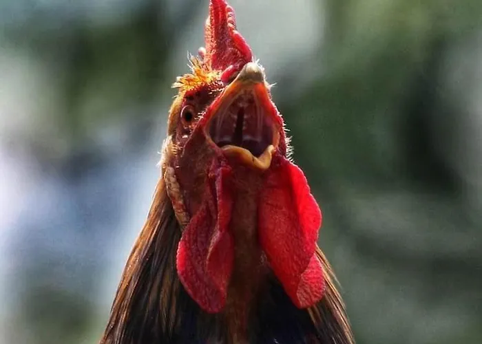 Valkolan Kartanon Saunamoekki * Hankasalmi