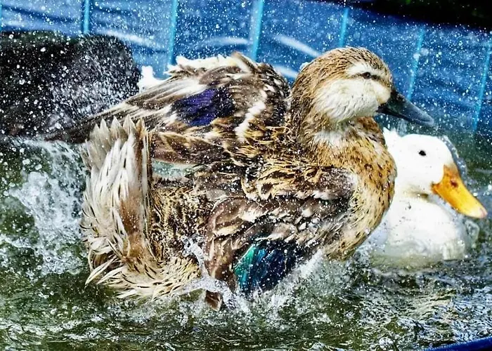 Valkolan Kartanon Saunamoekki Orman Evi Hankasalmi