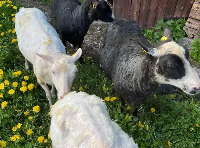 Orman Evi Valkolan Kartanon Saunamoekki Hankasalmi