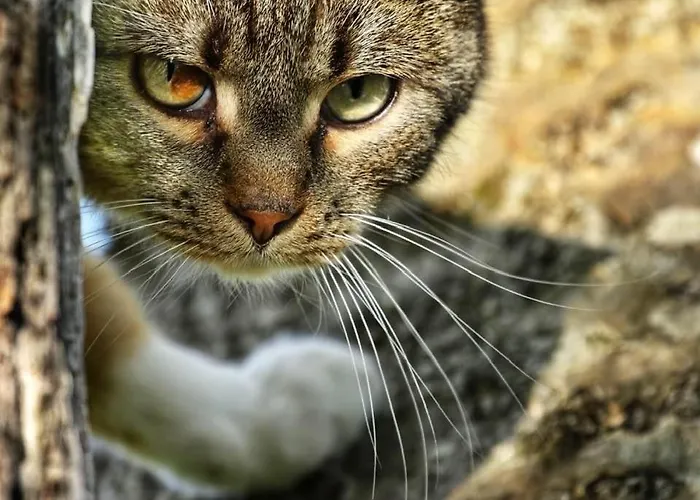 Valkolan Kartanon Saunamoekki Orman Evi *