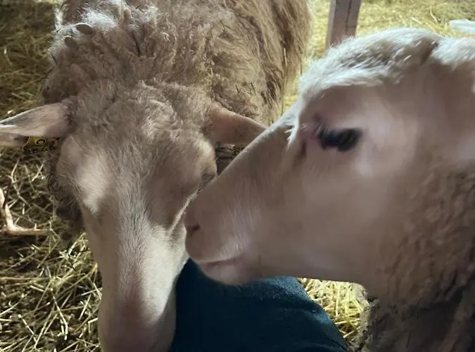 Valkolan Kartanon Saunamoekki * Hankasalmi