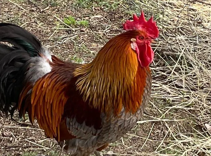 Valkolan Kartanon Saunamoekki Orman Evi Hankasalmi