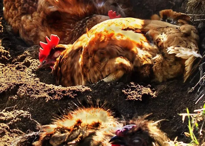 Valkolan Kartanon Saunamoekki Orman Evi