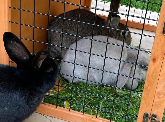 Valkolan Kartanon Saunamoekki Hankasalmi