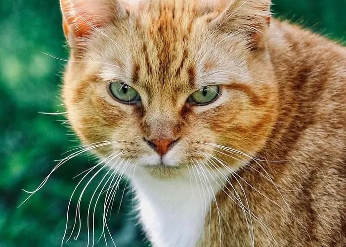 Orman Evi Valkolan Kartanon Saunamoekki *